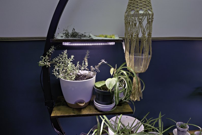 Some of the hydroponic plants and herbs.