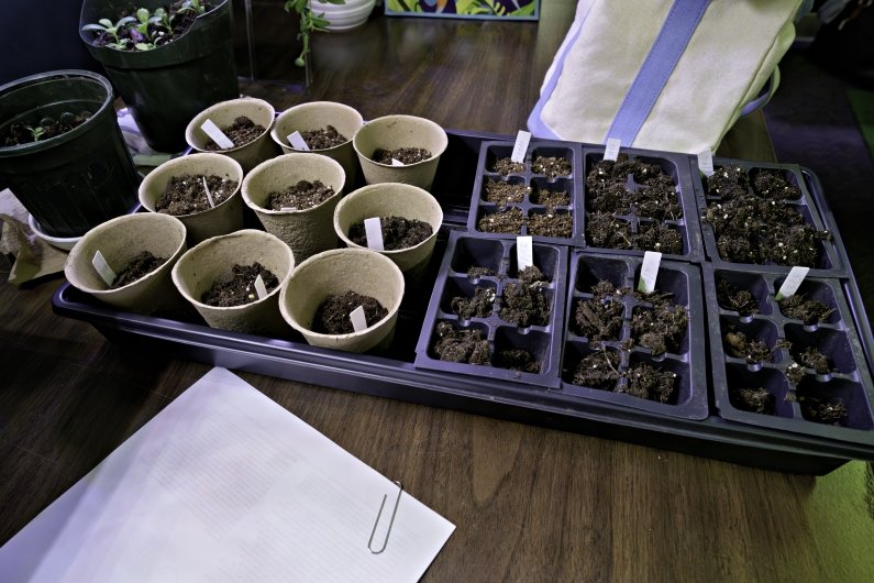 Some of the seed starts planted in soil to go outside.