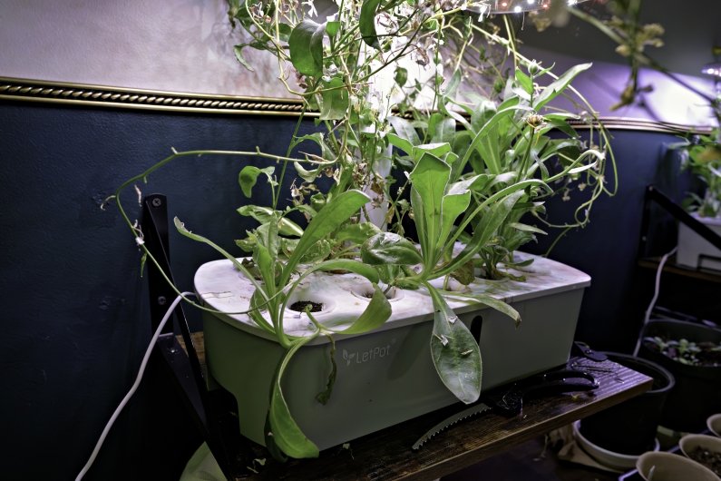 Some hydroponic plants.