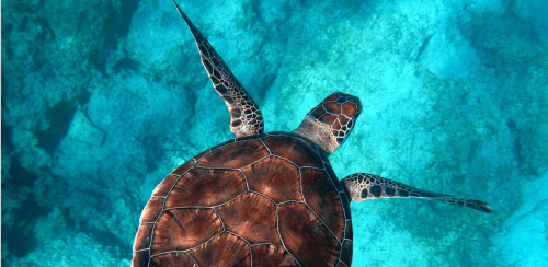 Hero turtle image