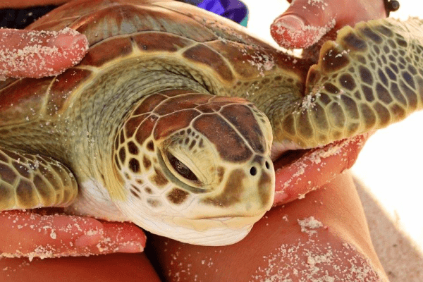 person holding turtle